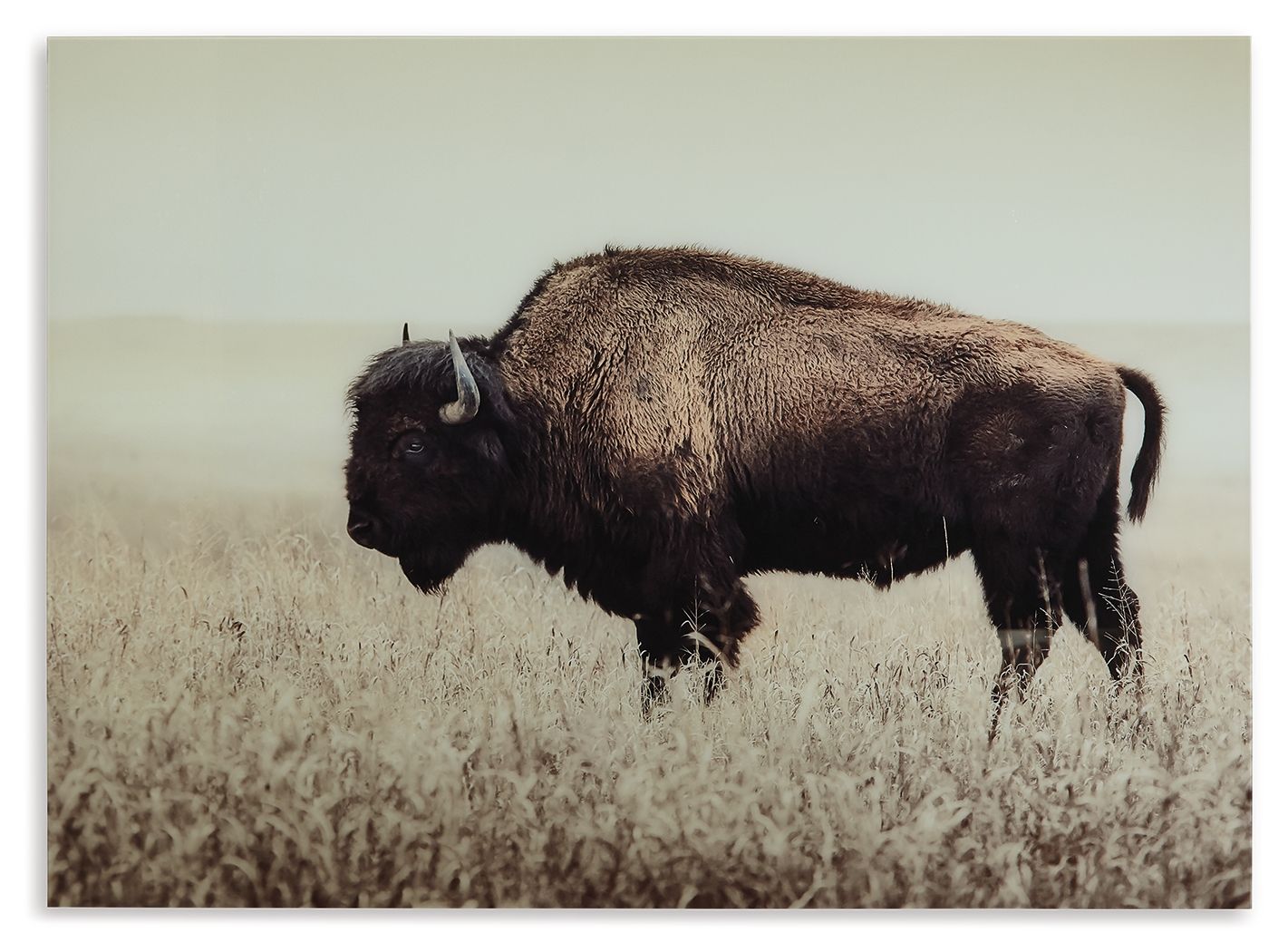 Brutus - Sepia - Wall Art - Hornell Furniture Outlet